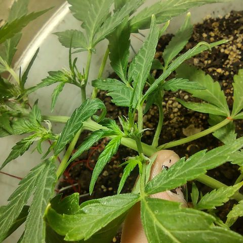 Og cookies  growlog timeline photo