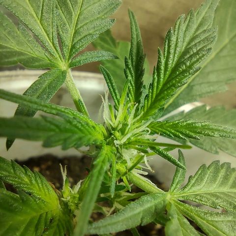 Og cookies  growlog timeline photo