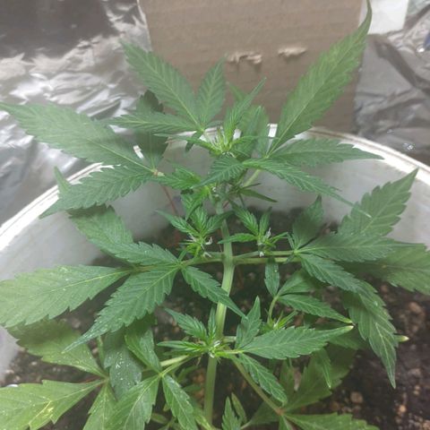 Og cookies  growlog timeline photo