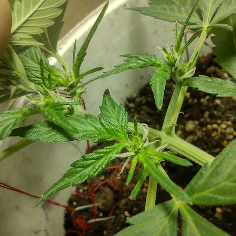 Og cookies  growlog timeline photo