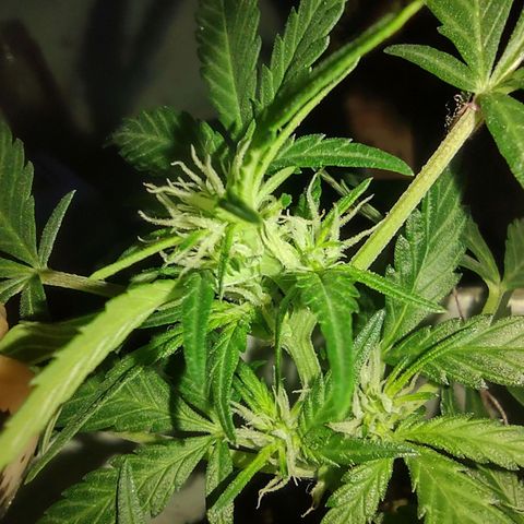 Og cookies  growlog timeline photo