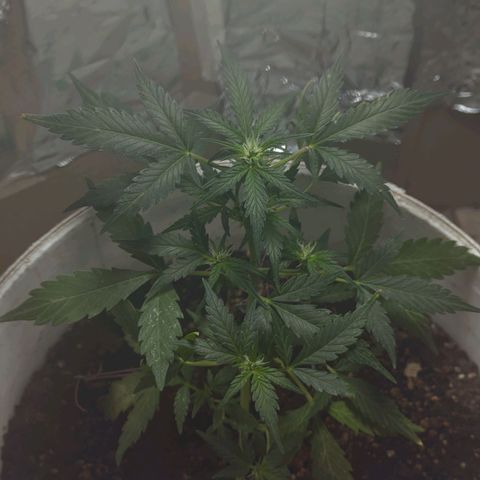 Og cookies  growlog timeline photo