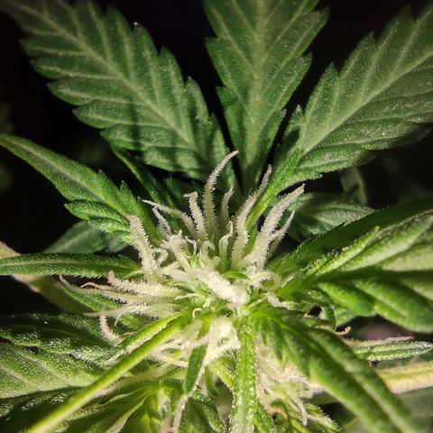 Og cookies  growlog timeline photo