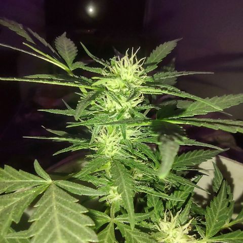 Og cookies  growlog timeline photo