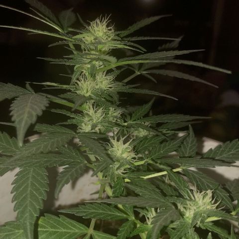 Og cookies  growlog timeline photo
