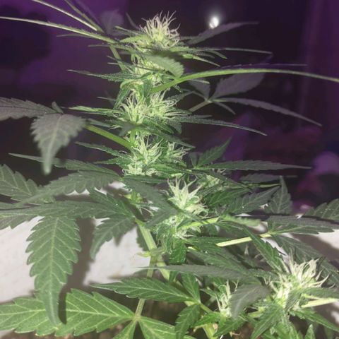Og cookies  growlog timeline photo