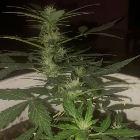 Og cookies  growlog timeline photo