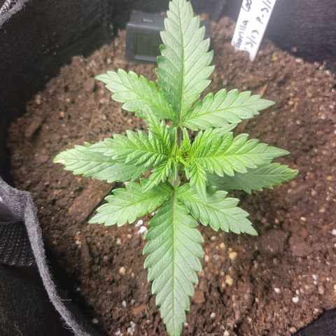 Gorilla Cookies Autoflower growlog timeline photo