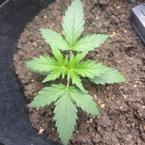 Godzilla Cookies growlog timeline photo