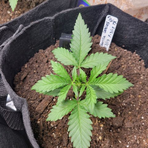 Gorilla Cookies Autoflower growlog timeline photo