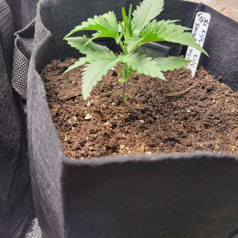 Gorilla Cookies Autoflower growlog timeline photo