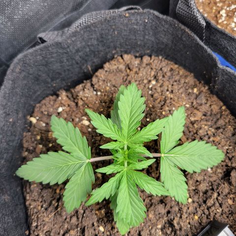 Godzilla Cookies growlog timeline photo