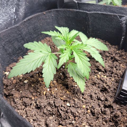 Godzilla Cookies growlog timeline photo
