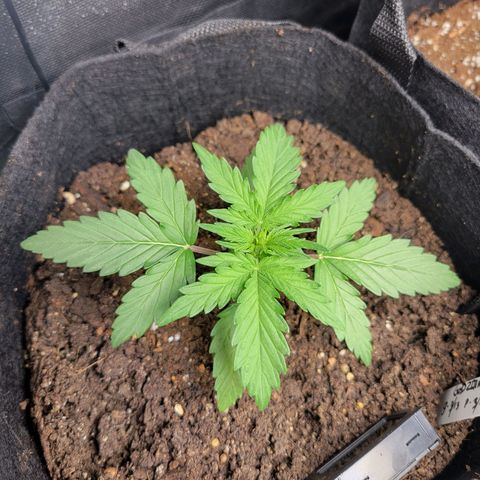 Godzilla Cookies growlog timeline photo