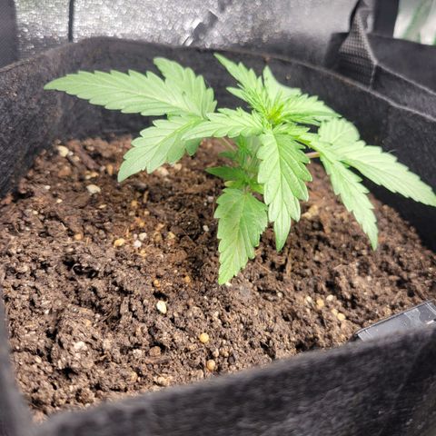 Godzilla Cookies growlog timeline photo