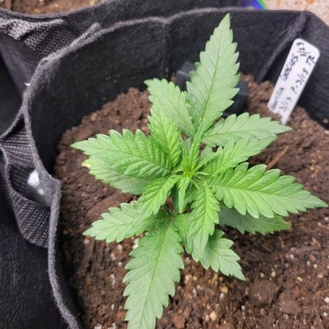 Gorilla Cookies Autoflower growlog timeline photo