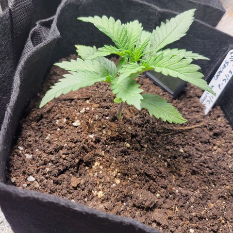 Gorilla Cookies Autoflower growlog timeline photo