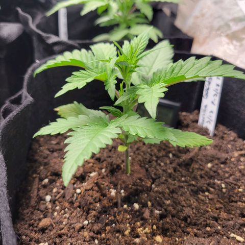 Gorilla Cookies Autoflower growlog timeline photo