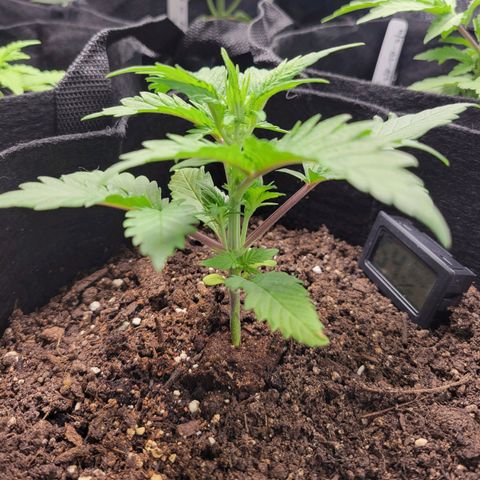 Gorilla Cookies Autoflower growlog timeline photo