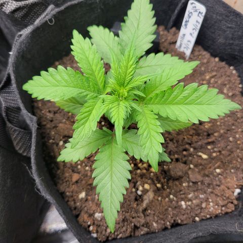 Gorilla Cookies Autoflower growlog timeline photo