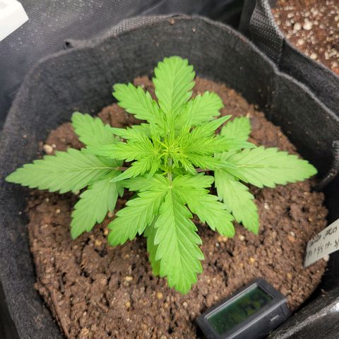 Godzilla Cookies growlog timeline photo