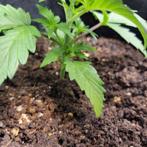 Godzilla Cookies growlog timeline photo