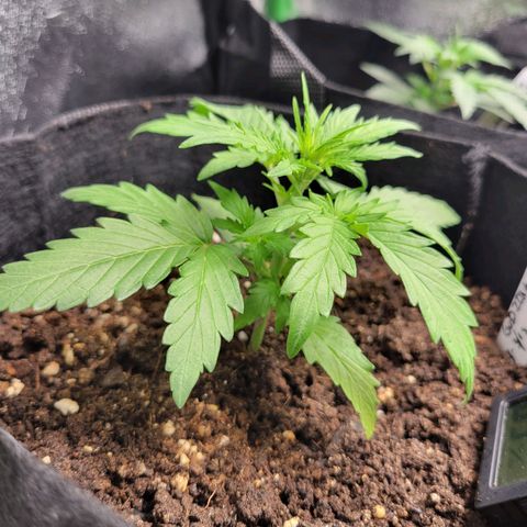 Godzilla Cookies growlog timeline photo