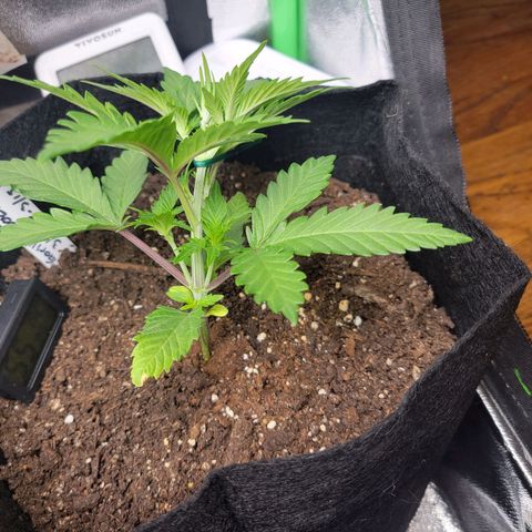 Gorilla Cookies Autoflower growlog timeline photo
