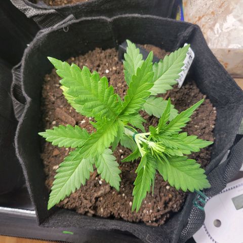 Gorilla Cookies Autoflower growlog timeline photo
