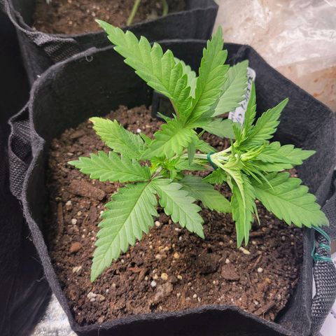 Gorilla Cookies Autoflower growlog timeline photo