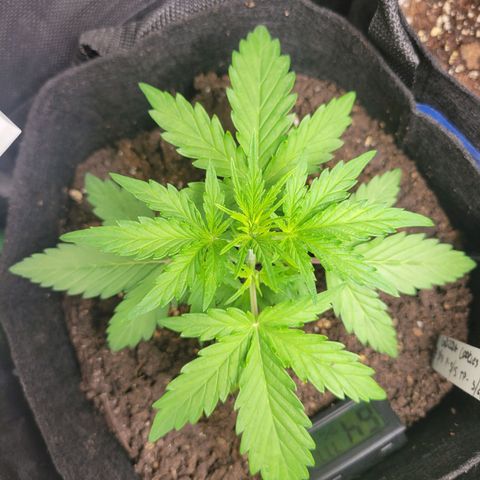 Godzilla Cookies growlog timeline photo