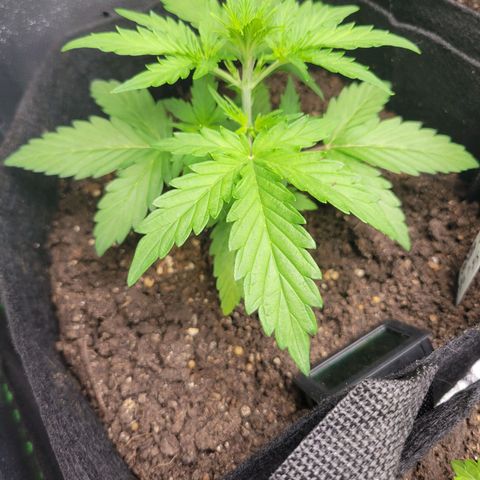 Godzilla Cookies growlog timeline photo