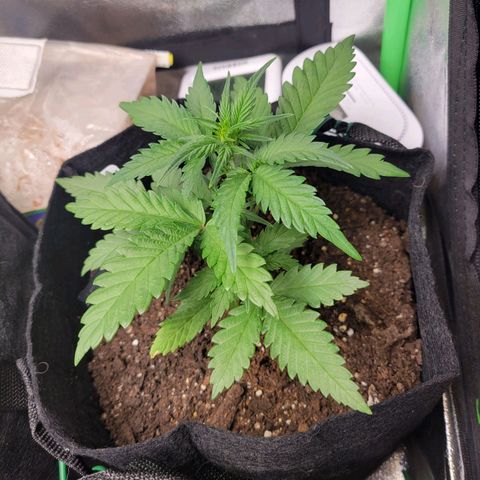 Gorilla Cookies Autoflower growlog timeline photo