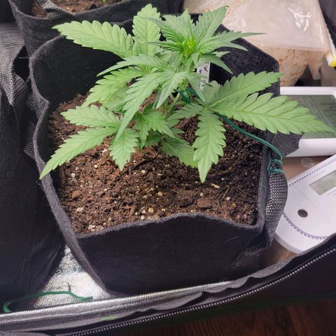 Gorilla Cookies Autoflower growlog timeline photo