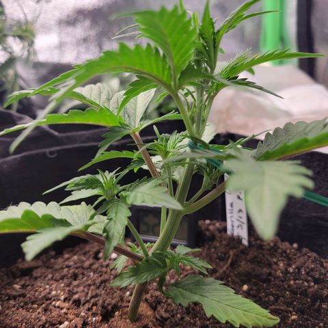 Gorilla Cookies Autoflower growlog timeline photo