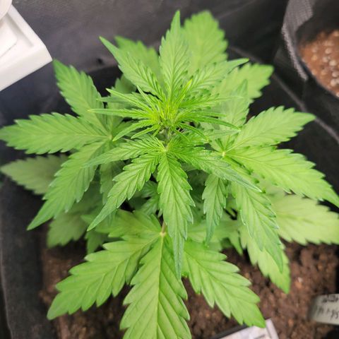 Godzilla Cookies growlog timeline photo