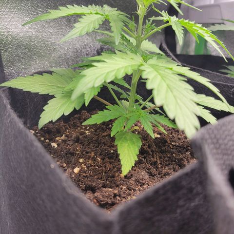 Godzilla Cookies growlog timeline photo