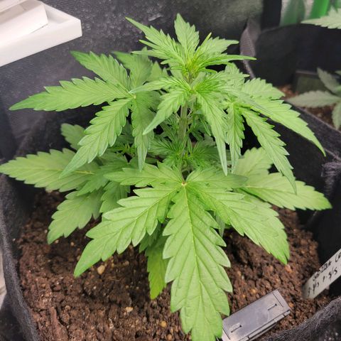 Godzilla Cookies growlog timeline photo