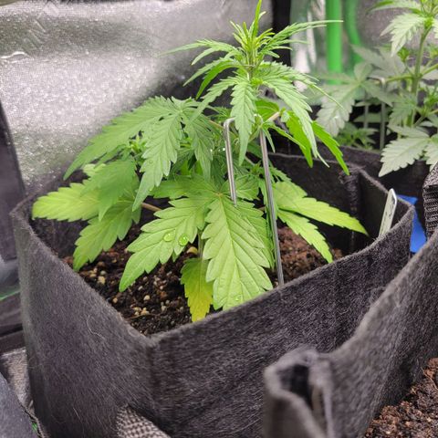 Godzilla Cookies growlog timeline photo