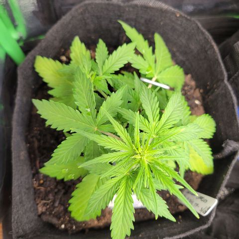 Godzilla Cookies growlog timeline photo
