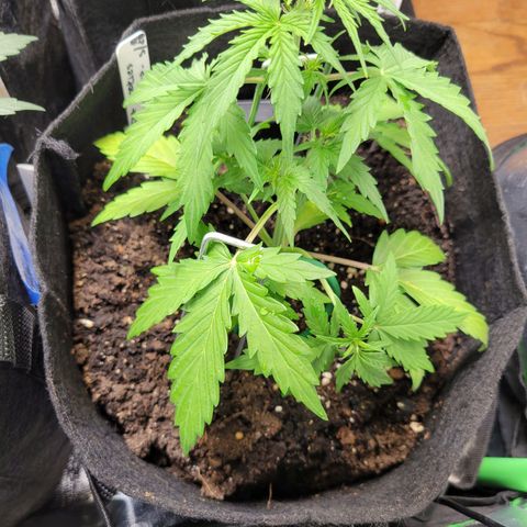 Godzilla Cookies growlog timeline photo