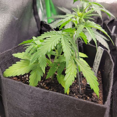 Godzilla Cookies growlog timeline photo