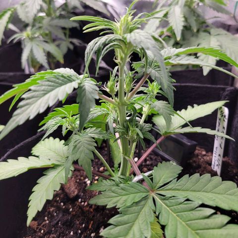 Gorilla Cookies Autoflower growlog timeline photo