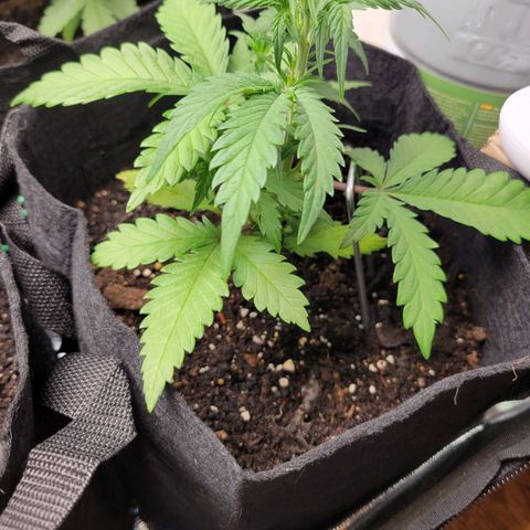 Gorilla Cookies Autoflower growlog timeline photo