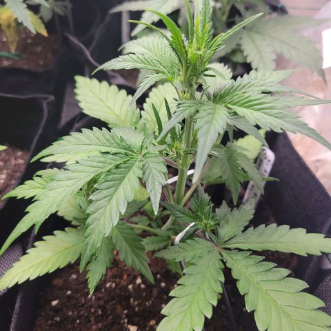 Gorilla Cookies Autoflower growlog timeline photo