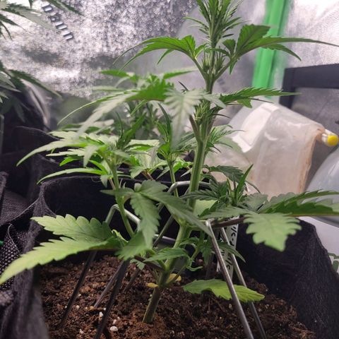 Gorilla Cookies Autoflower growlog timeline photo