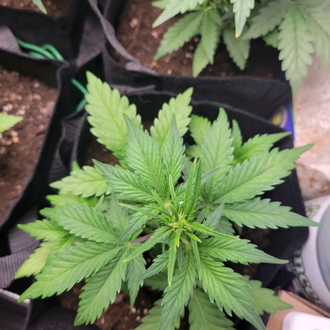 Gorilla Cookies Autoflower growlog timeline photo