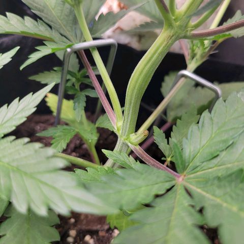 Gorilla Cookies Autoflower growlog timeline photo