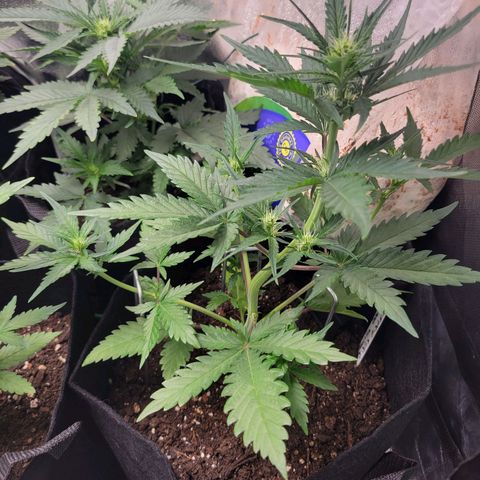 Gorilla Cookies Autoflower growlog timeline photo