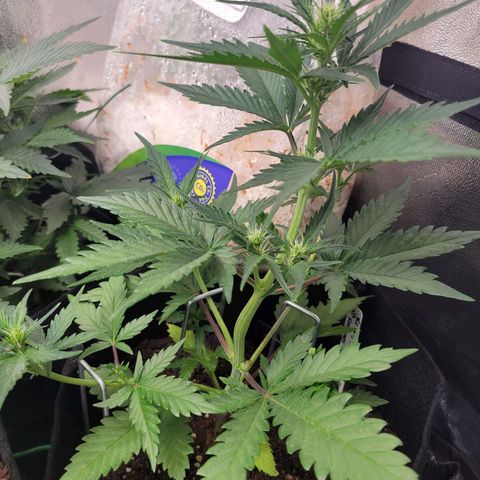 Gorilla Cookies Autoflower growlog timeline photo